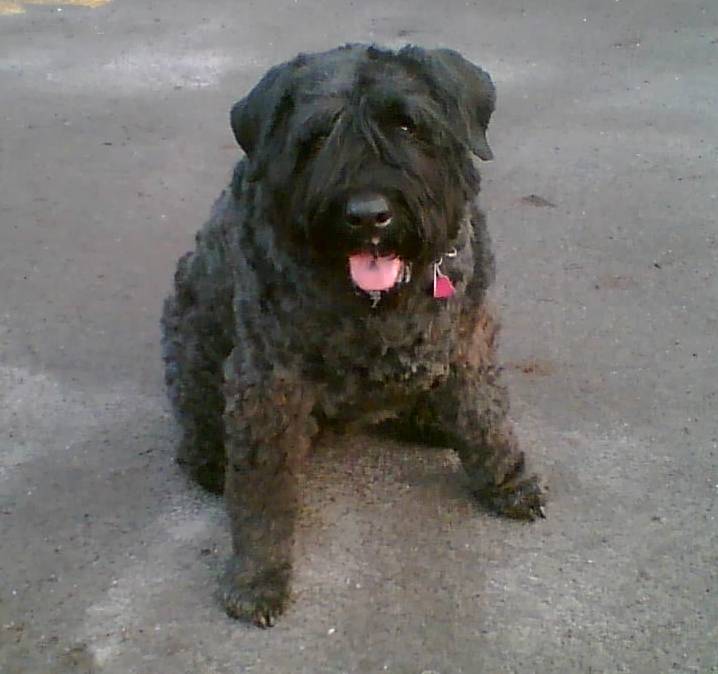 Dunja-Quincy vom Brenhof - Bouvier des Flandres